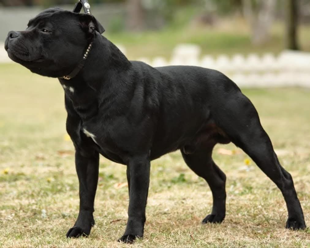Photo of Remus